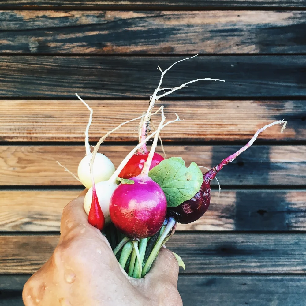 10 Foodie Favorites to Kick-Start Your Edible Garden