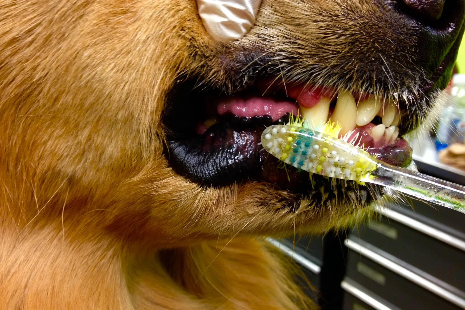 HINT:  The best time to brush your pet's teeth is just before bedtime so he/she won't be consuming any food or treats after this process.