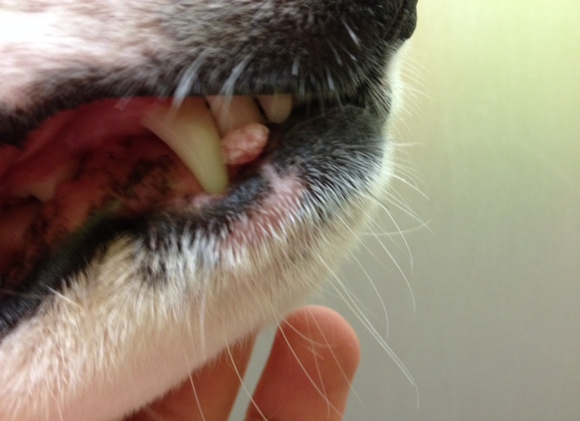 Papilloma oral in dogs. Papilom viral canin