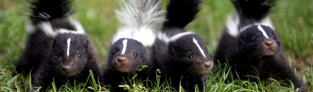 Help! My Dog's been Skunked!