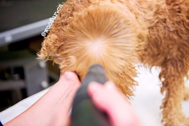 BlowdryingaCockapoo.jpg