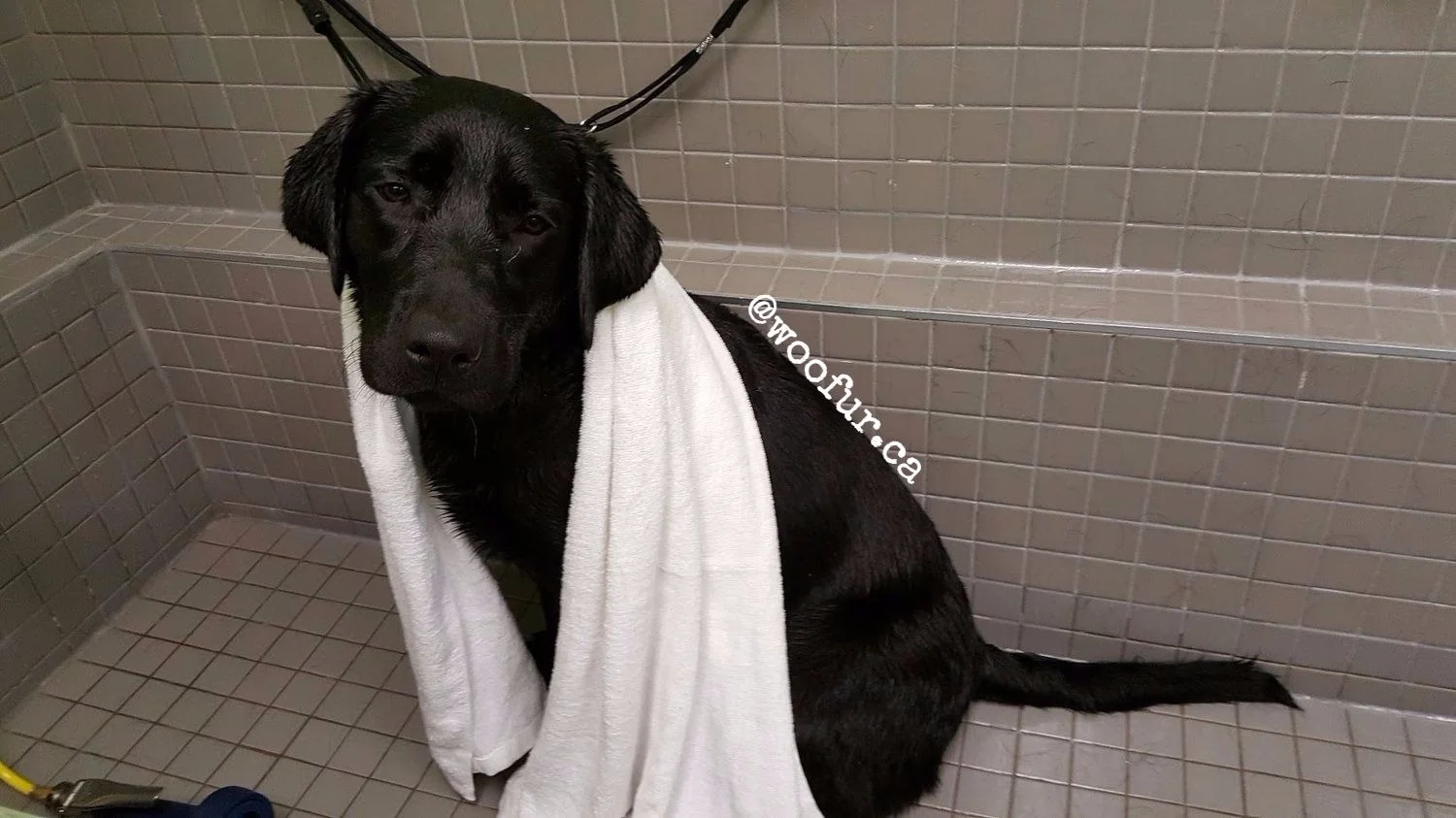 Lab_Grooming.jpg