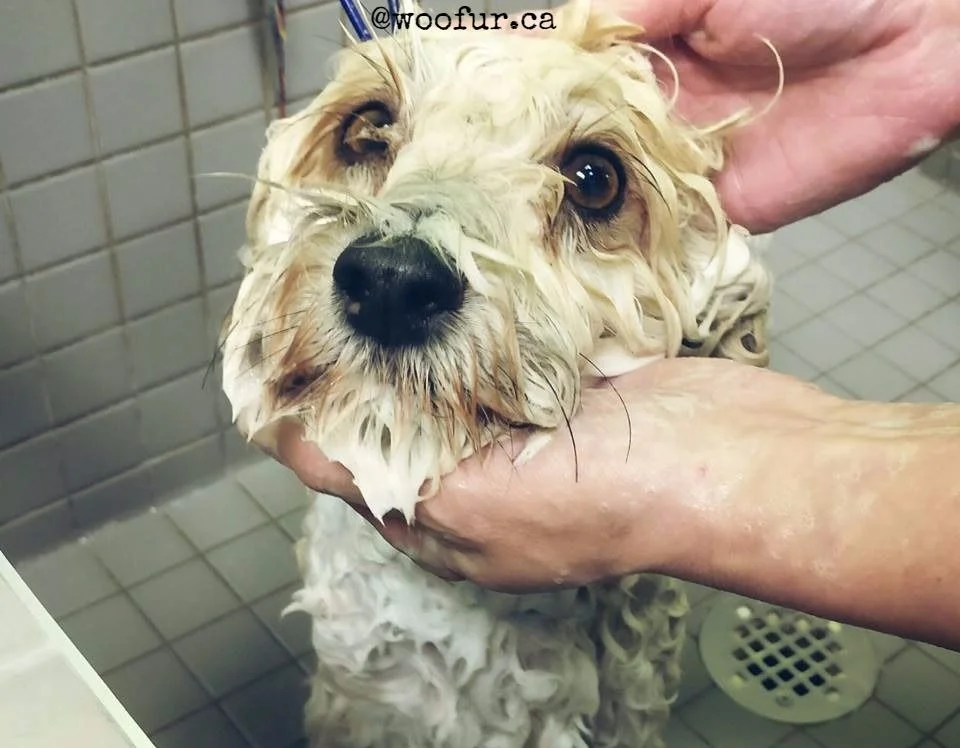 wetdog.jpg