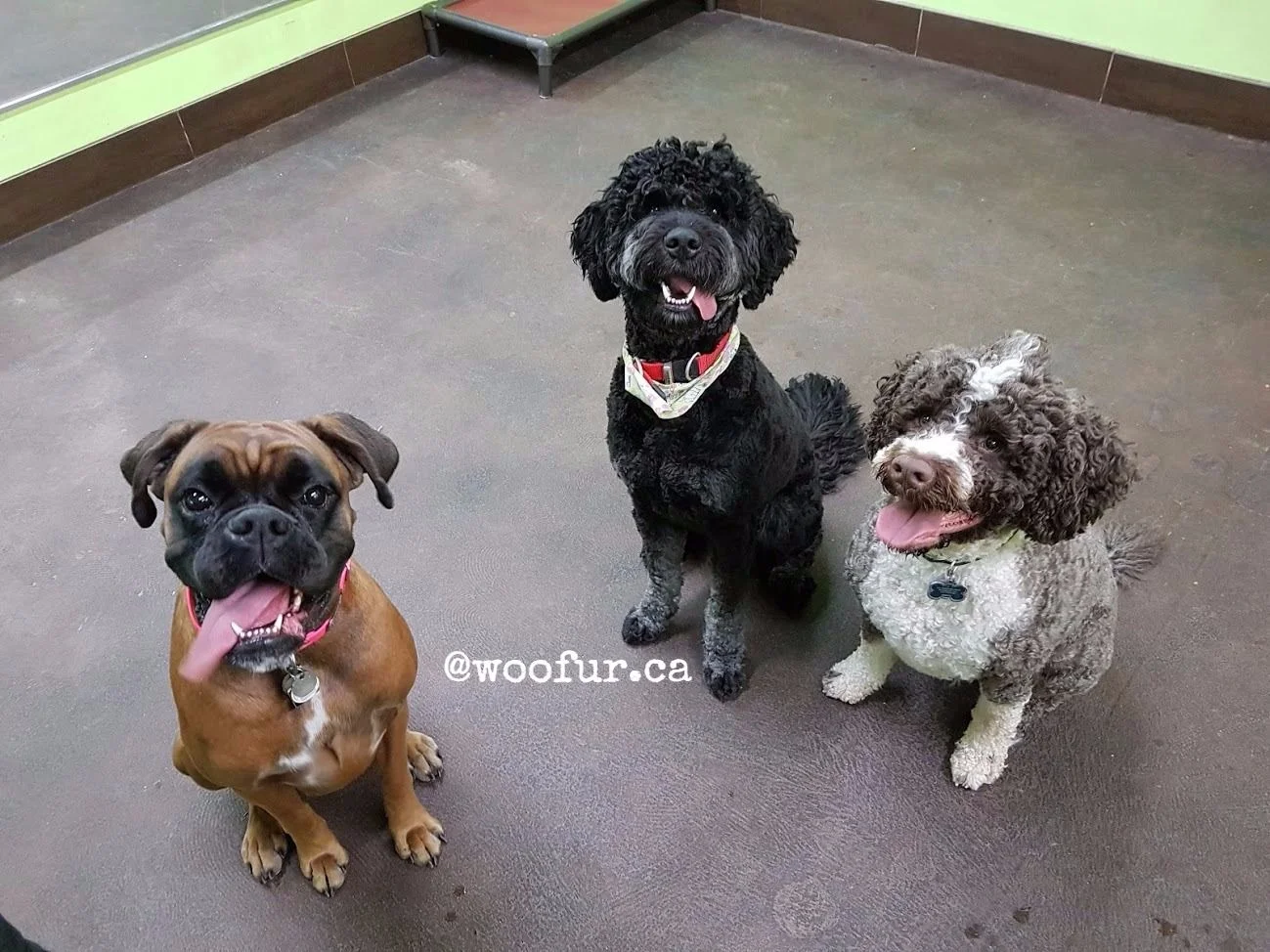 Bailey-Shadow-Harold_Horizontal.jpg