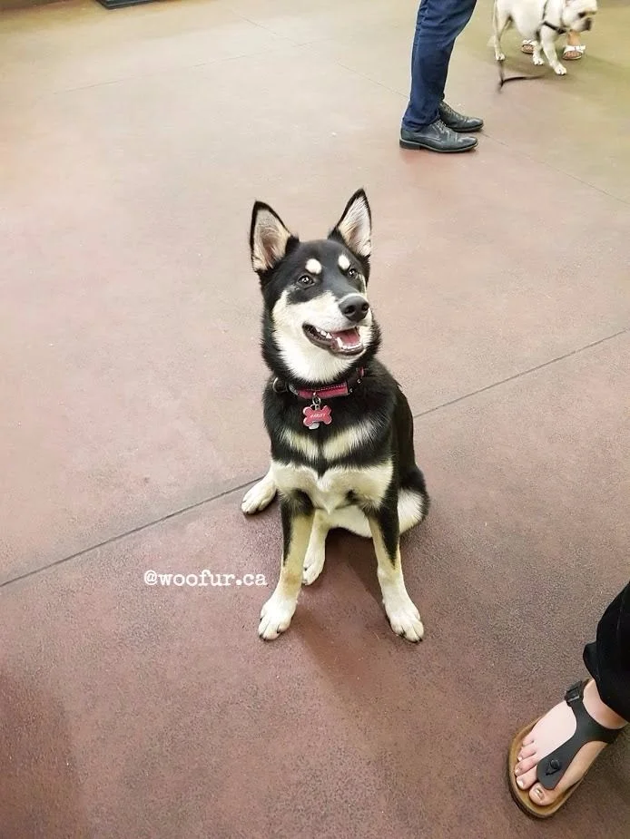 Harley_training.jpg