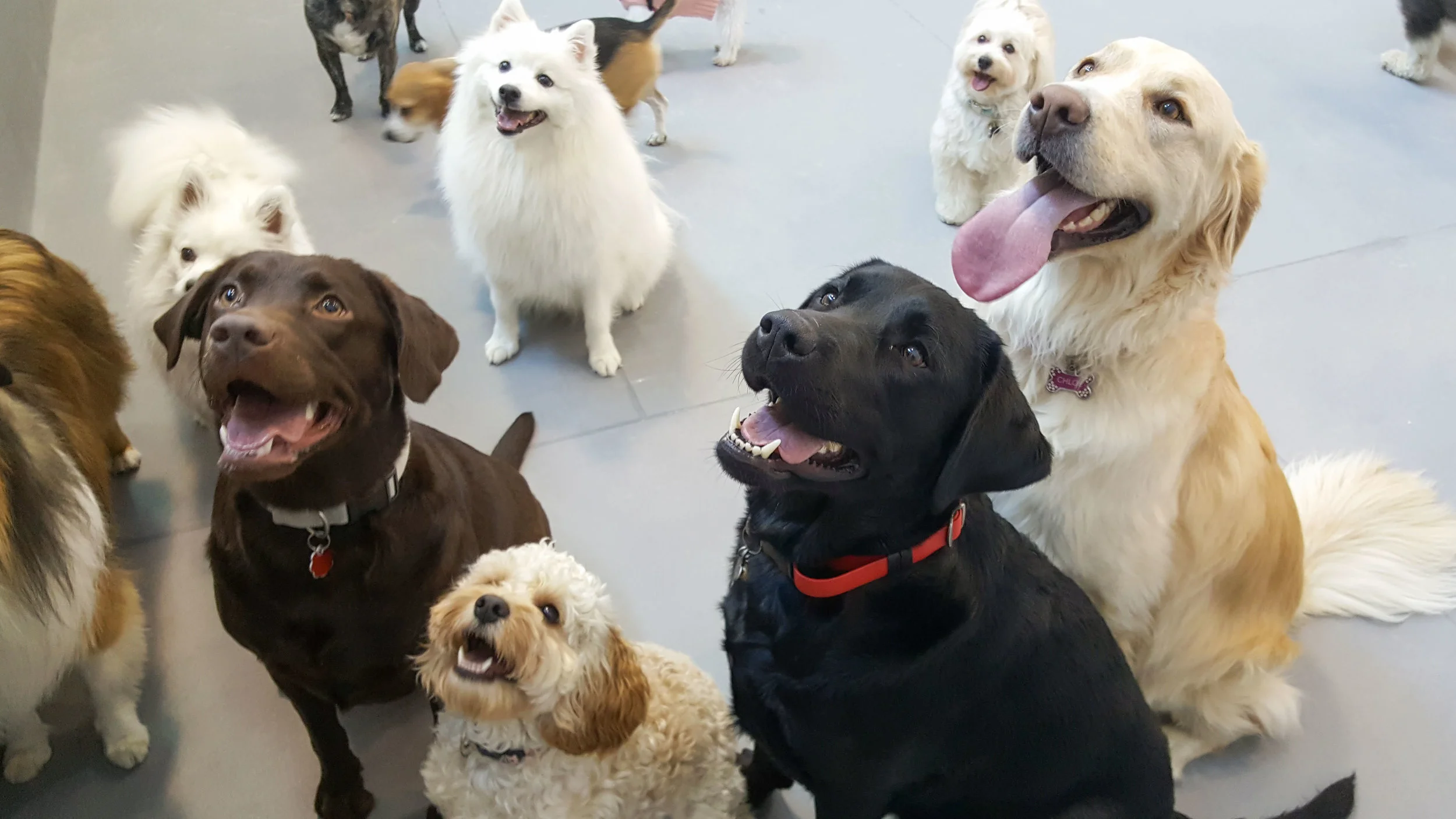 Dogs Enjoying Playtime