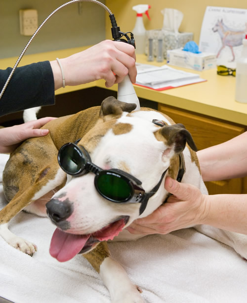 laser therapy for animals