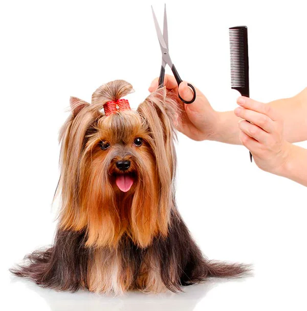 To shave or not to shave?