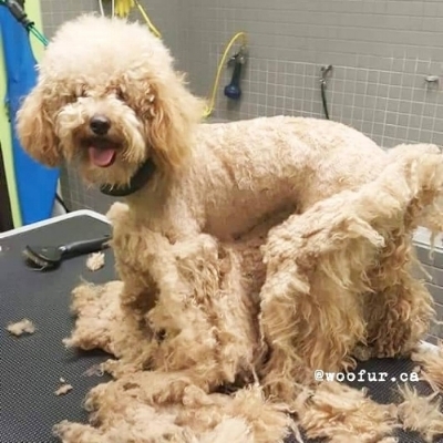 Matted Pet Hair is Serious Business! — Woofur Holistic Pet Care Centre