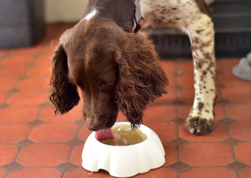 a dog enjoying bone broth