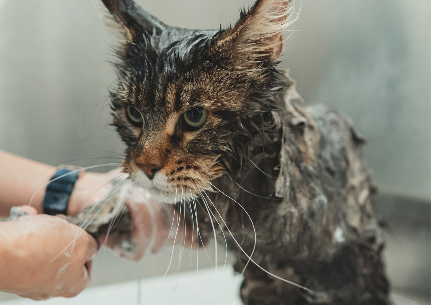 Certification Process - National Cat Groomers Institute
