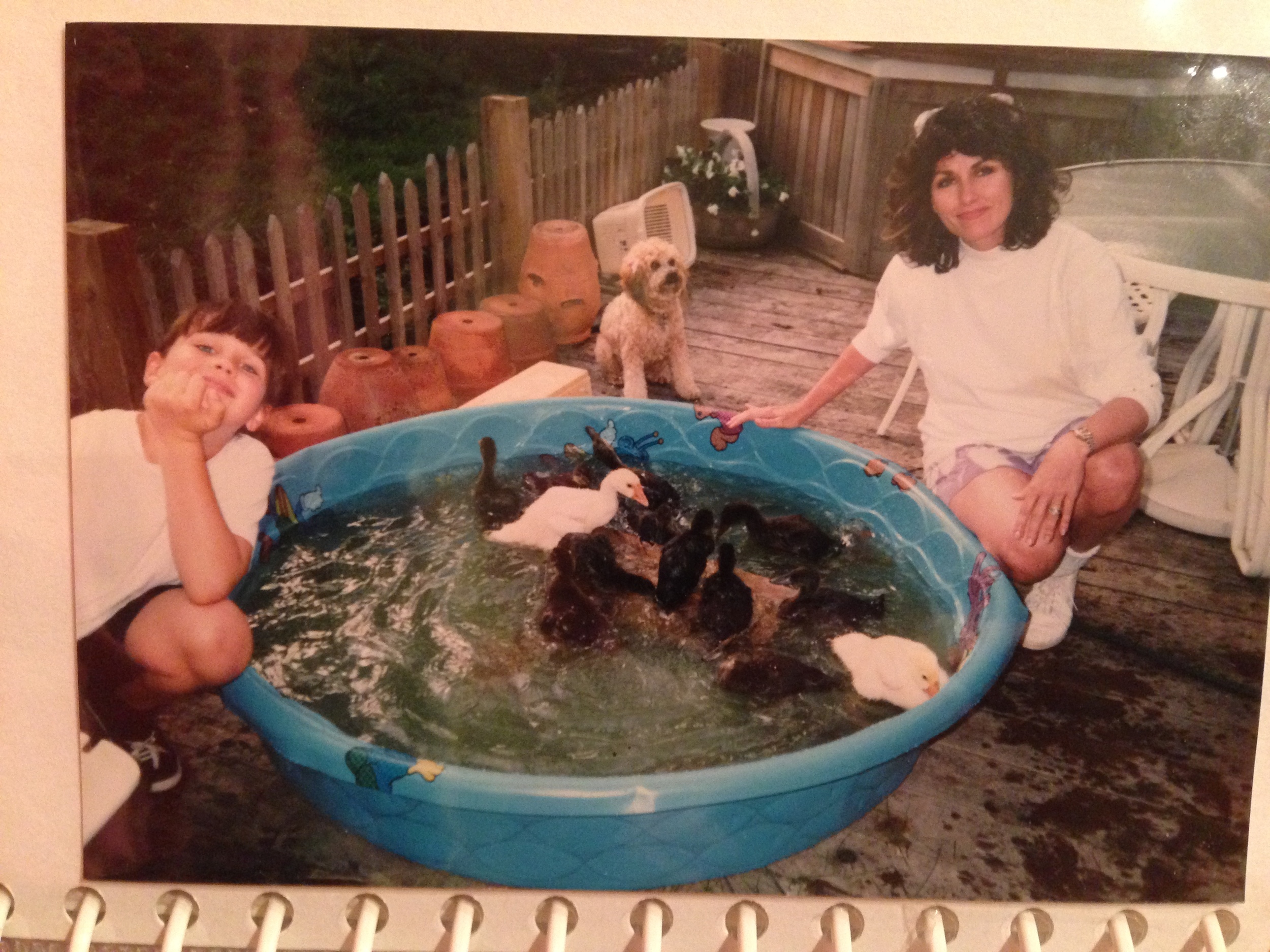 Teaching my rescue ducks to swim.