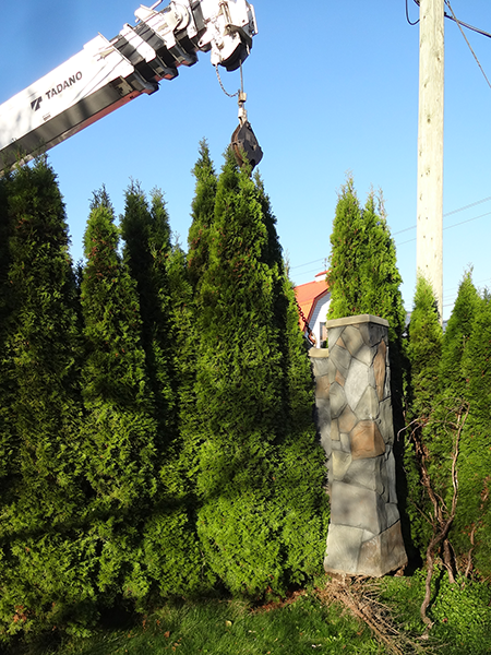 arch pushing through hedge.png