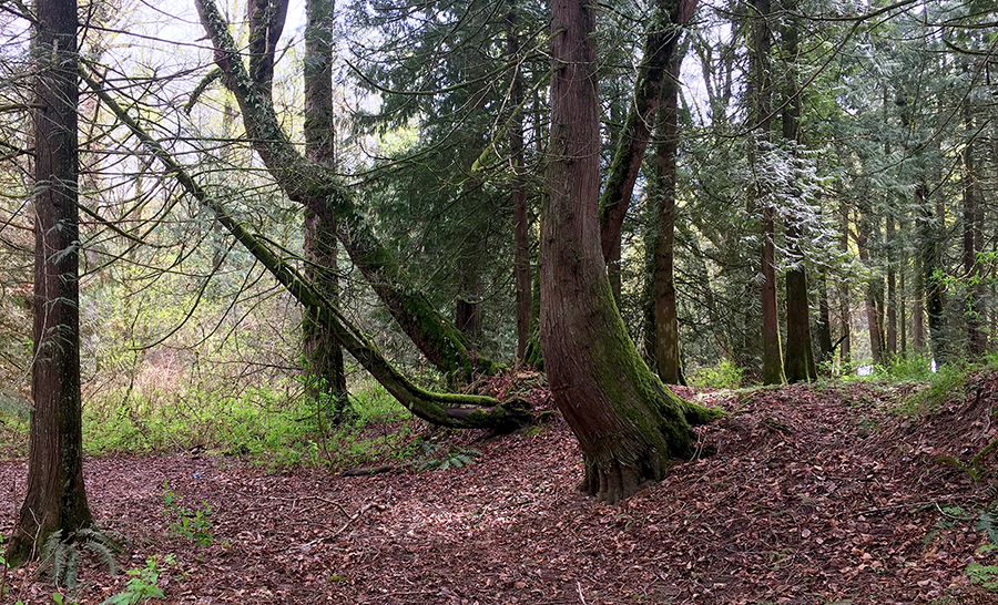 green forest 1.png