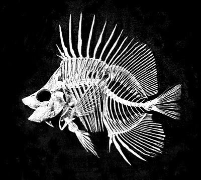 Fish Fossil — Imagination Corporation