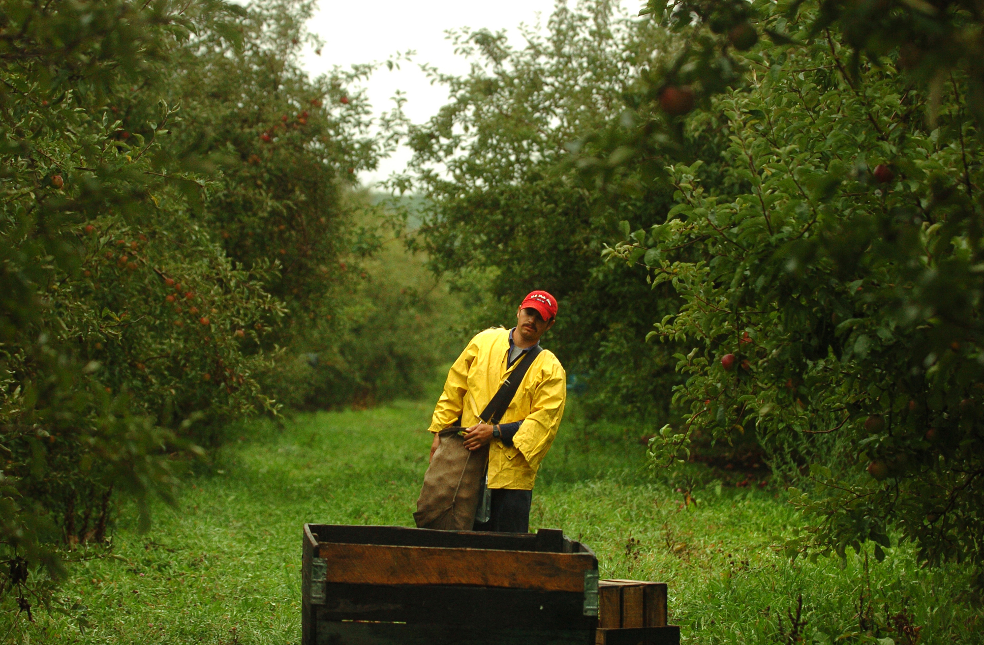 Gustavo Magana, a native of Michoacan, Mexico, carries a bag of McIntosh apple's to a crate while working at Ocanas Farms on the Old Mission Peninsula. Magana has picked for nine seasons at Ocanas Farms. He works 10 to 12 hours a day alongside seven others picking an estimated 1.5 to 2.5 million pounds of apples. An estimated 40,000 migrants work in seasonal labor in Michigan.