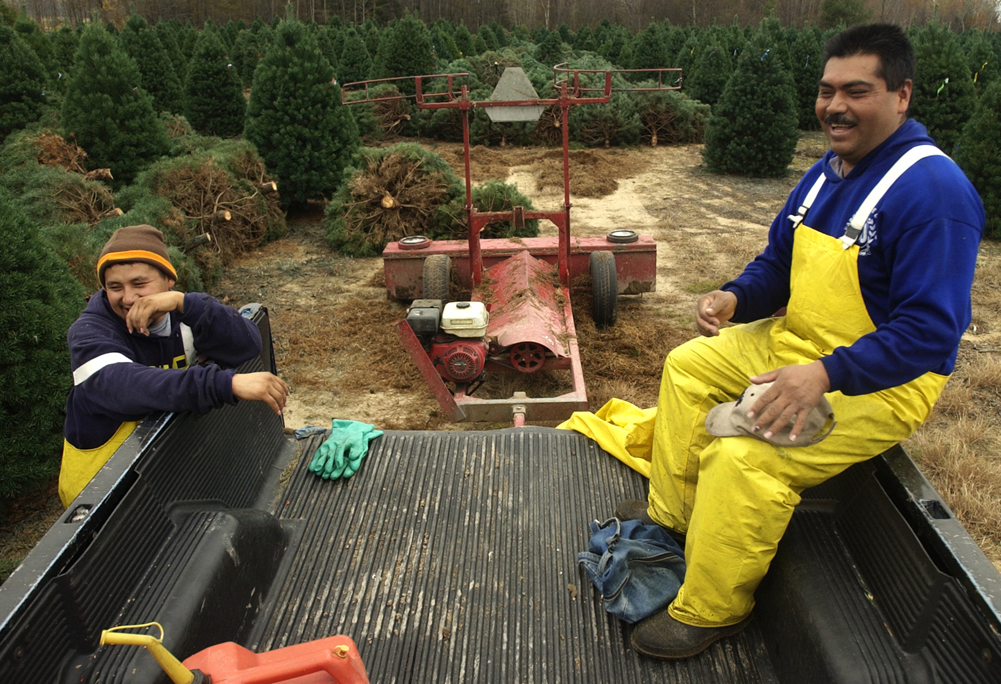 From left, Ramiro Zepeda and Raul Vazquez, both from the Mexican state of Guanajuato, laugh and relax while enjoying a lunch break at a 5,000-acre Christmas tree farm in Manton. Both Zepeda and Vazquez send most of their income back home to their families and a small portion to a non-profit organization in their hometown. Mexican laborers and expatriates sent over $20 billion in remittances to Mexico in 2005. 