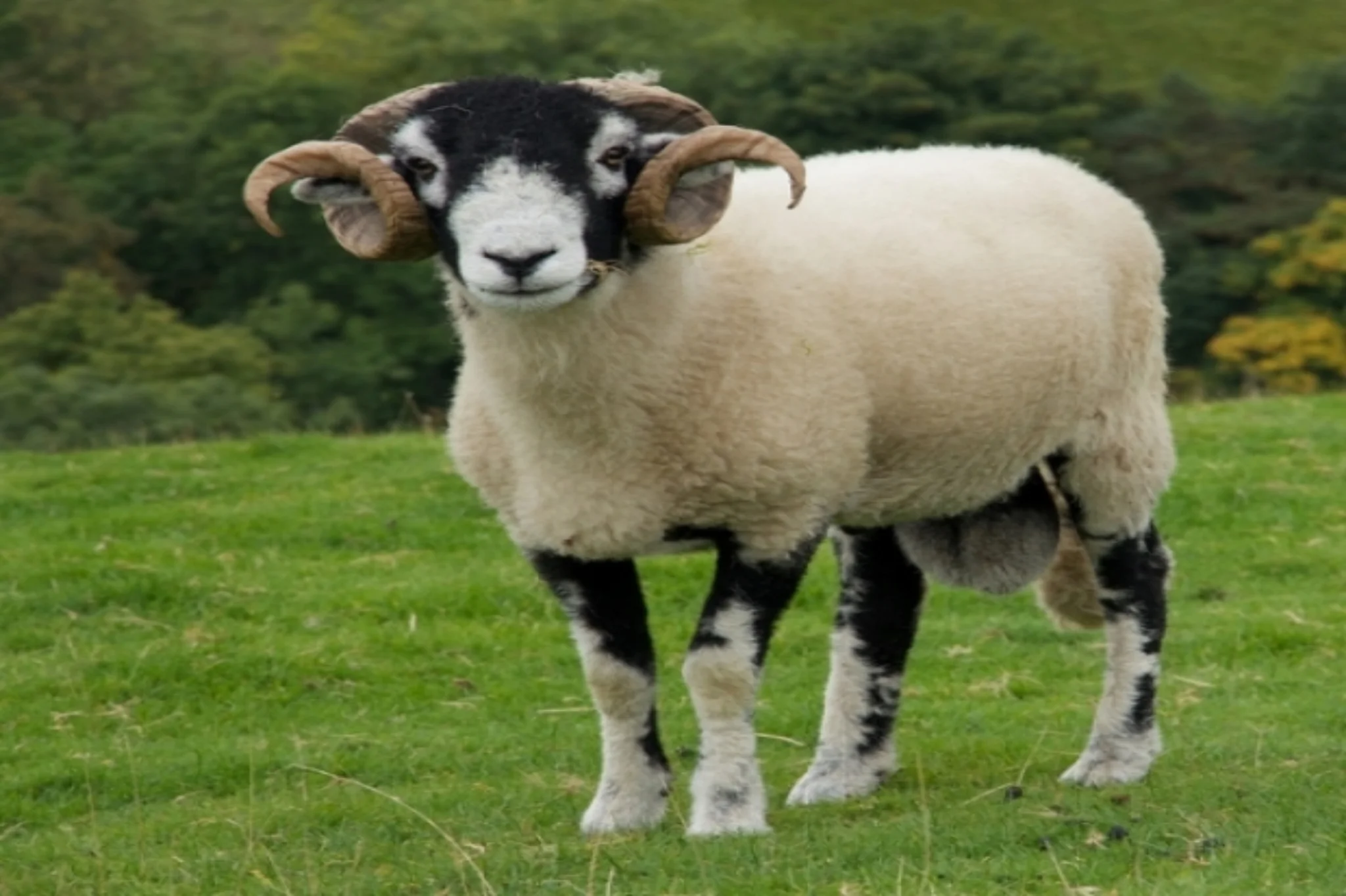 Meet the Yorkshire Shepherdess