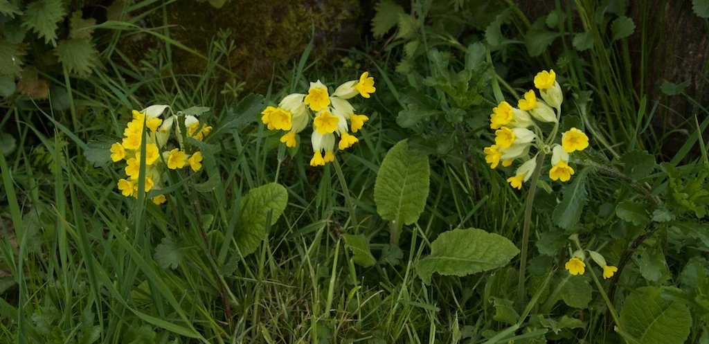 Flowers of Upper Swaledale Ramble