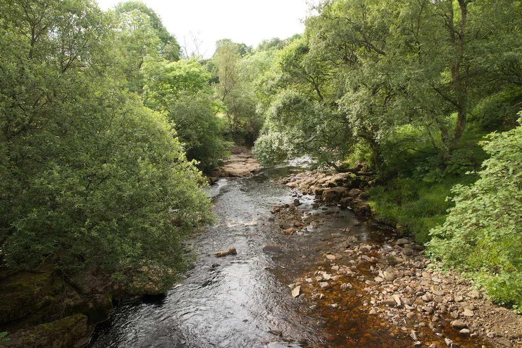 Birds of Upper Swaledale Guided Walk
