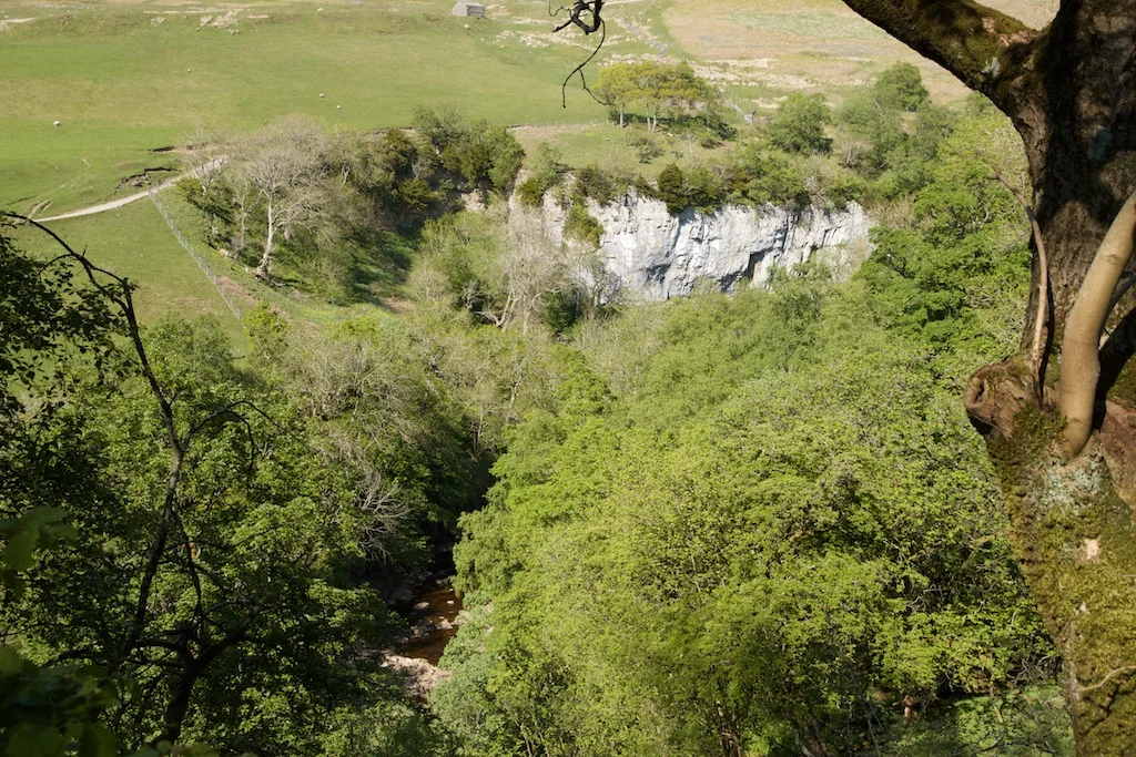 Birds of Upper Swaledale Guided Walk