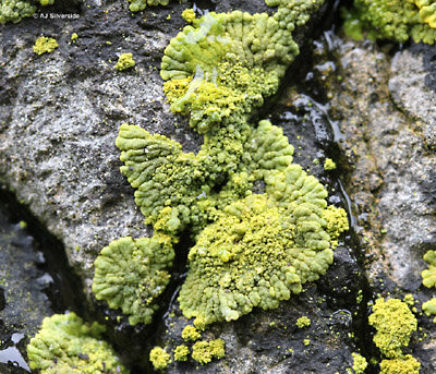 Lichens of Upper Swaledale Guided Walk