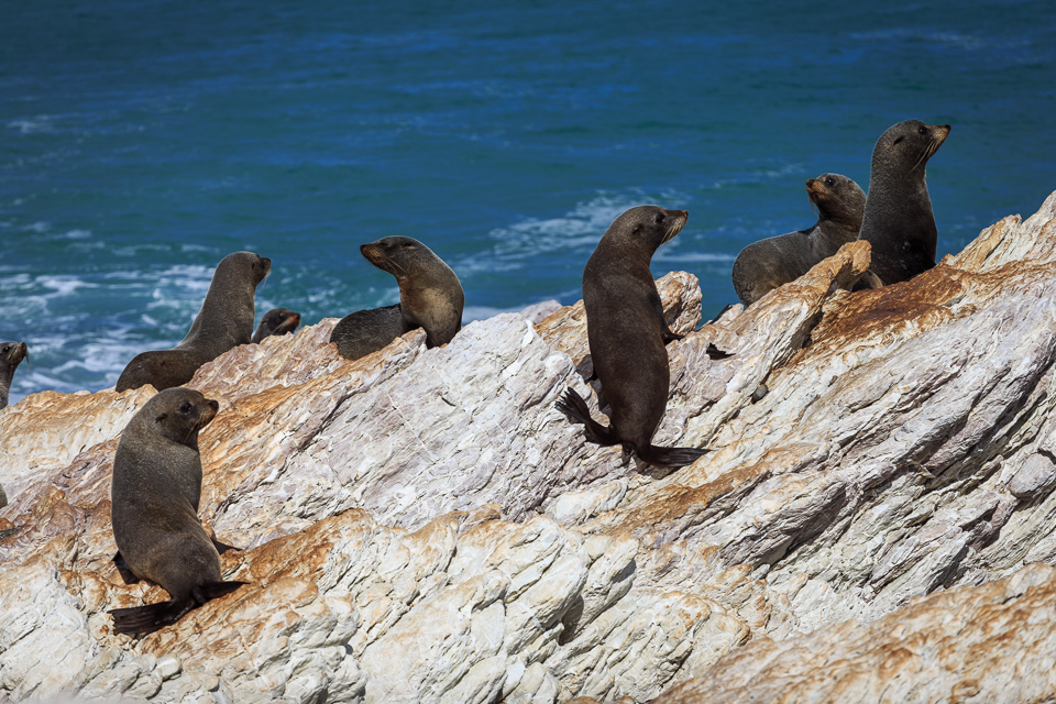 South_Island-028.jpg