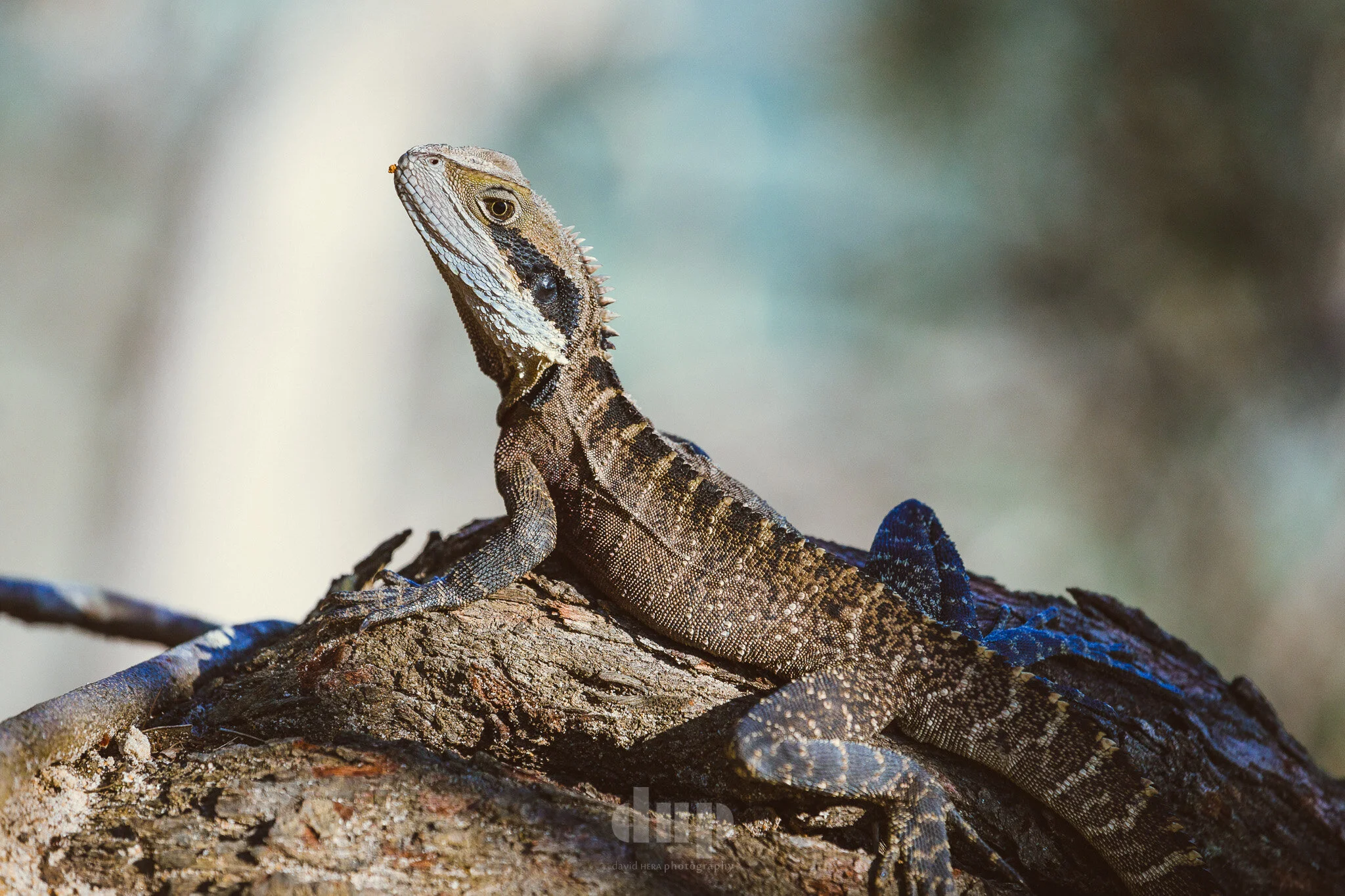 141108-8320-watermarked.jpg