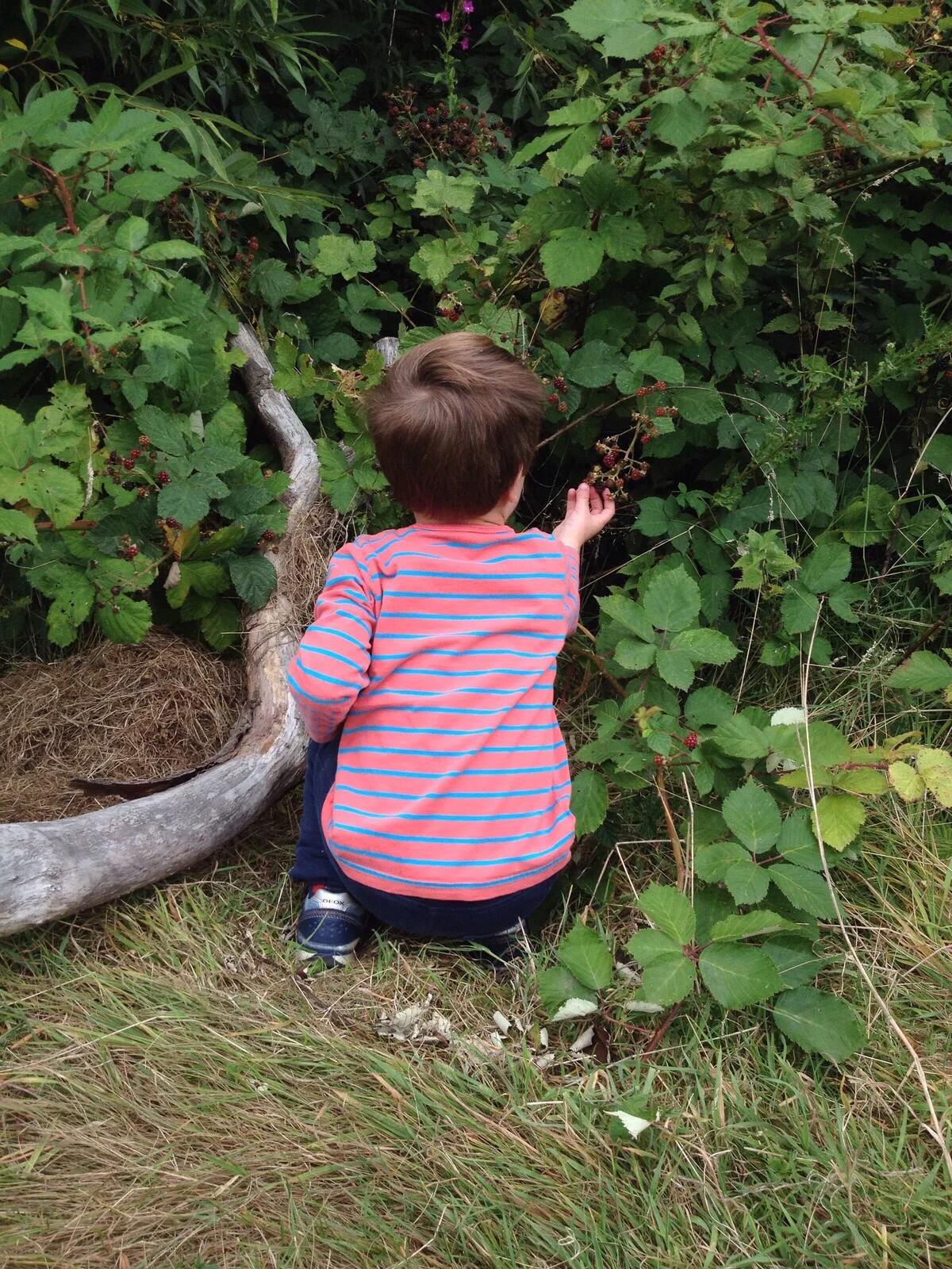 Summer holiday camp, gardening and sensory nature