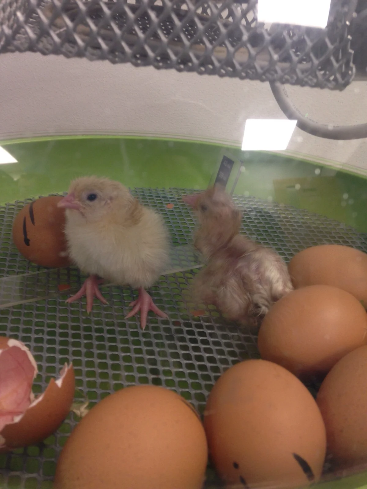 Baby chicks - they've been hatching :-)