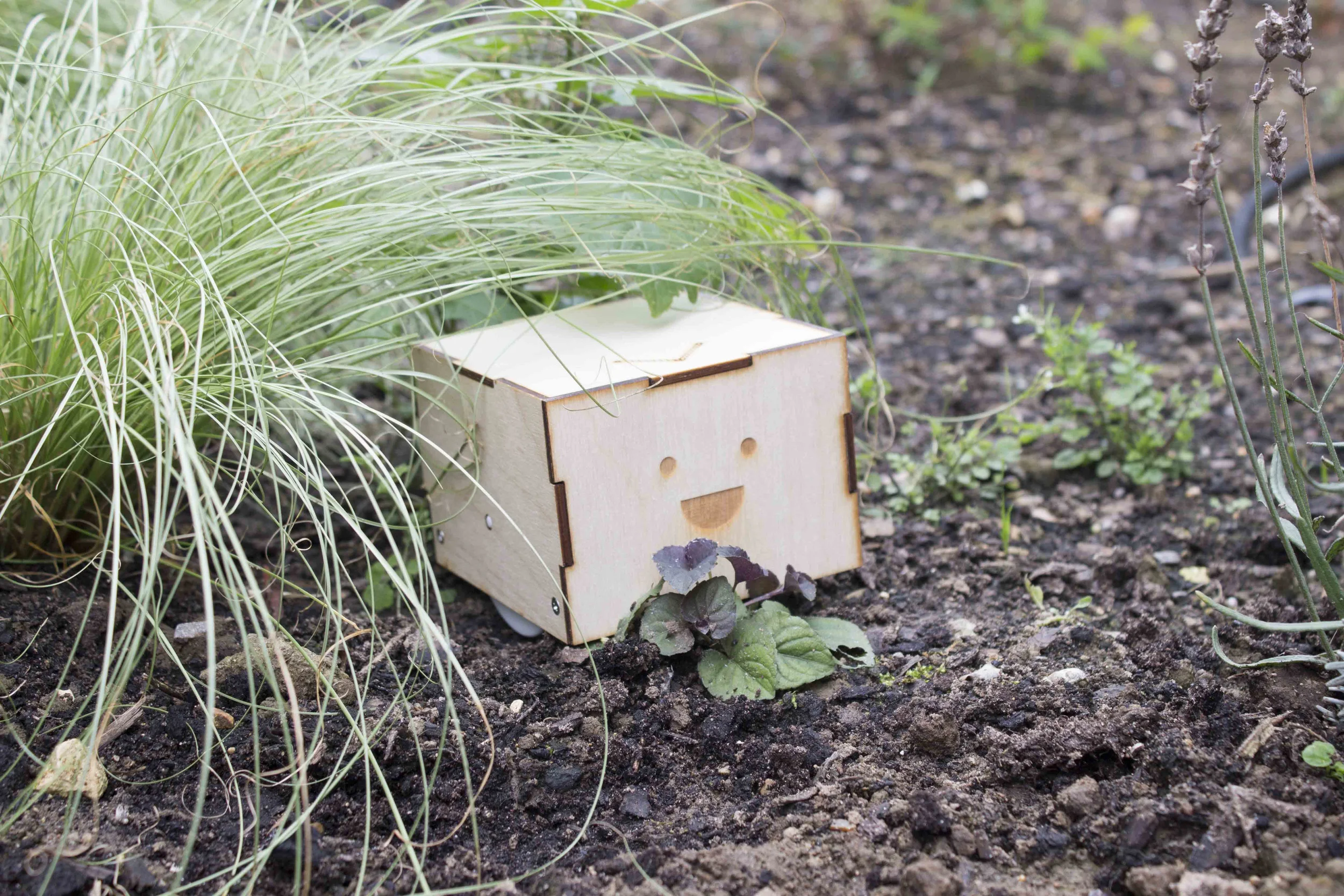 Cubetto in the forest :-)