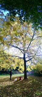 Stunning Autumn