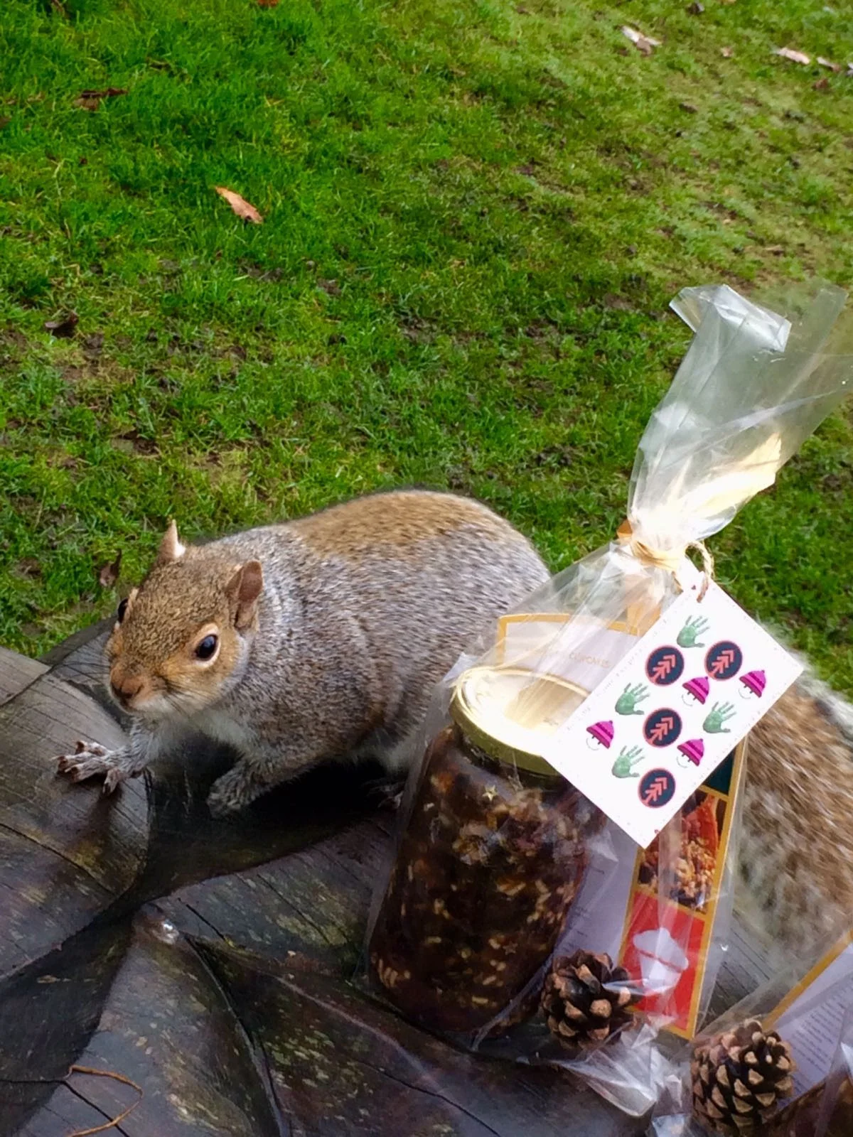 Cheeky squirrel photo bombing our jars :-)