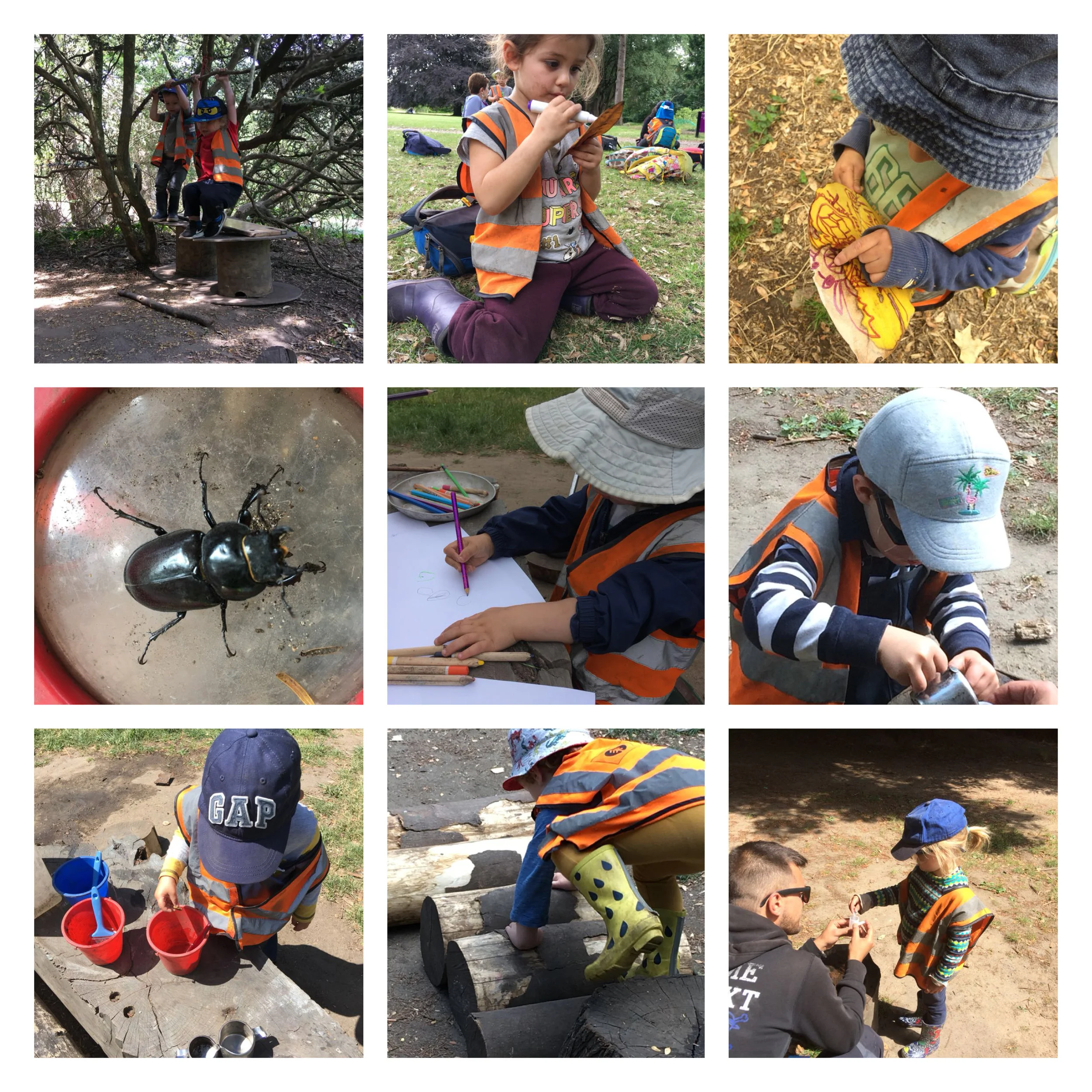 Fulham - Forest Adventures