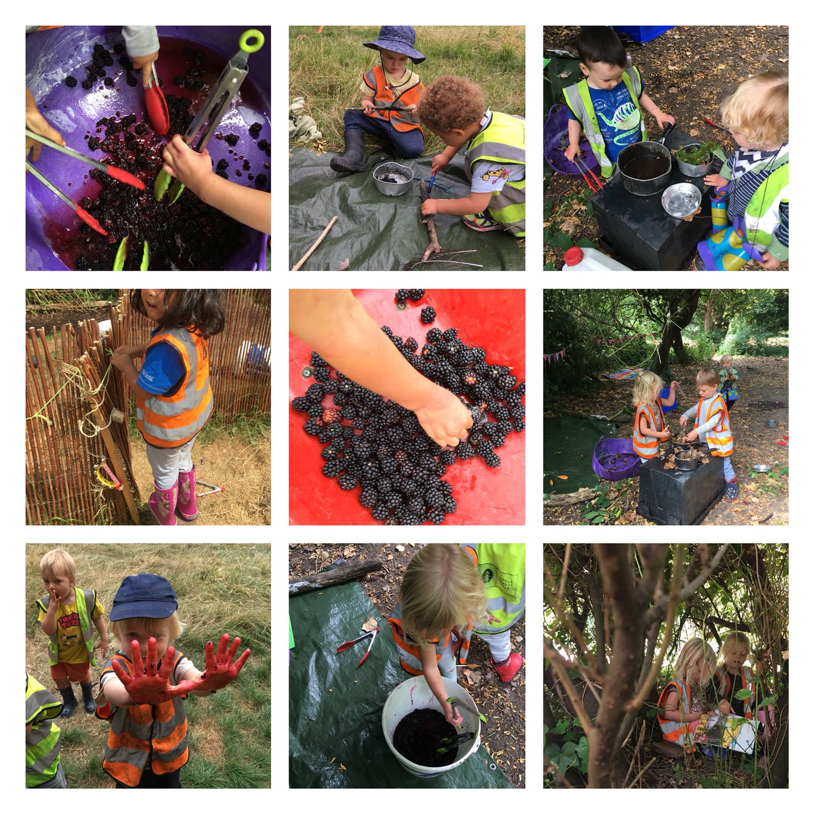 Barnes - Blackberries!