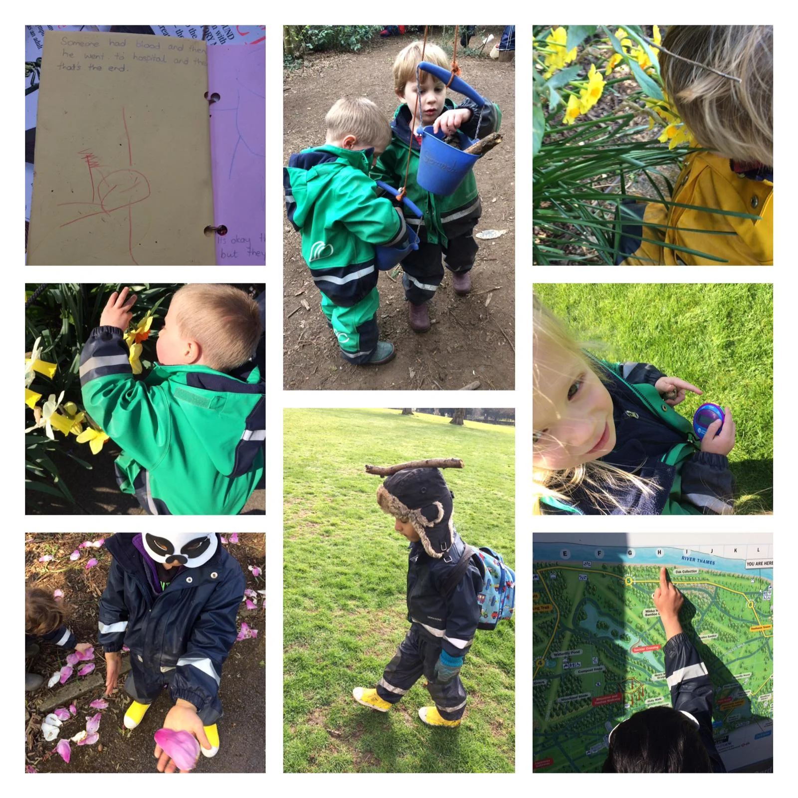 Chiswick - Camellias and Daffodils