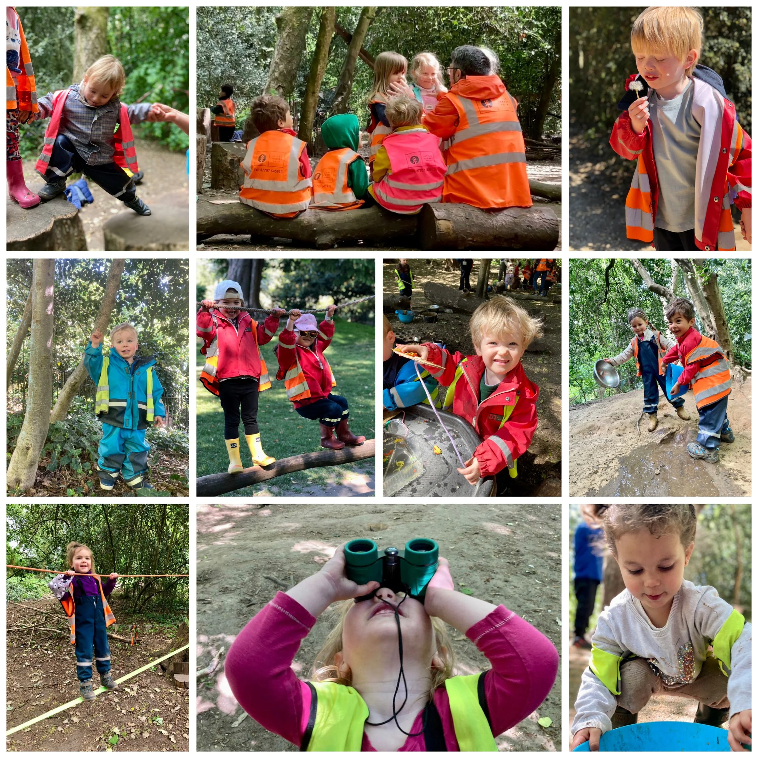 Chiswick  -  What a wild week in the forest! 🌳