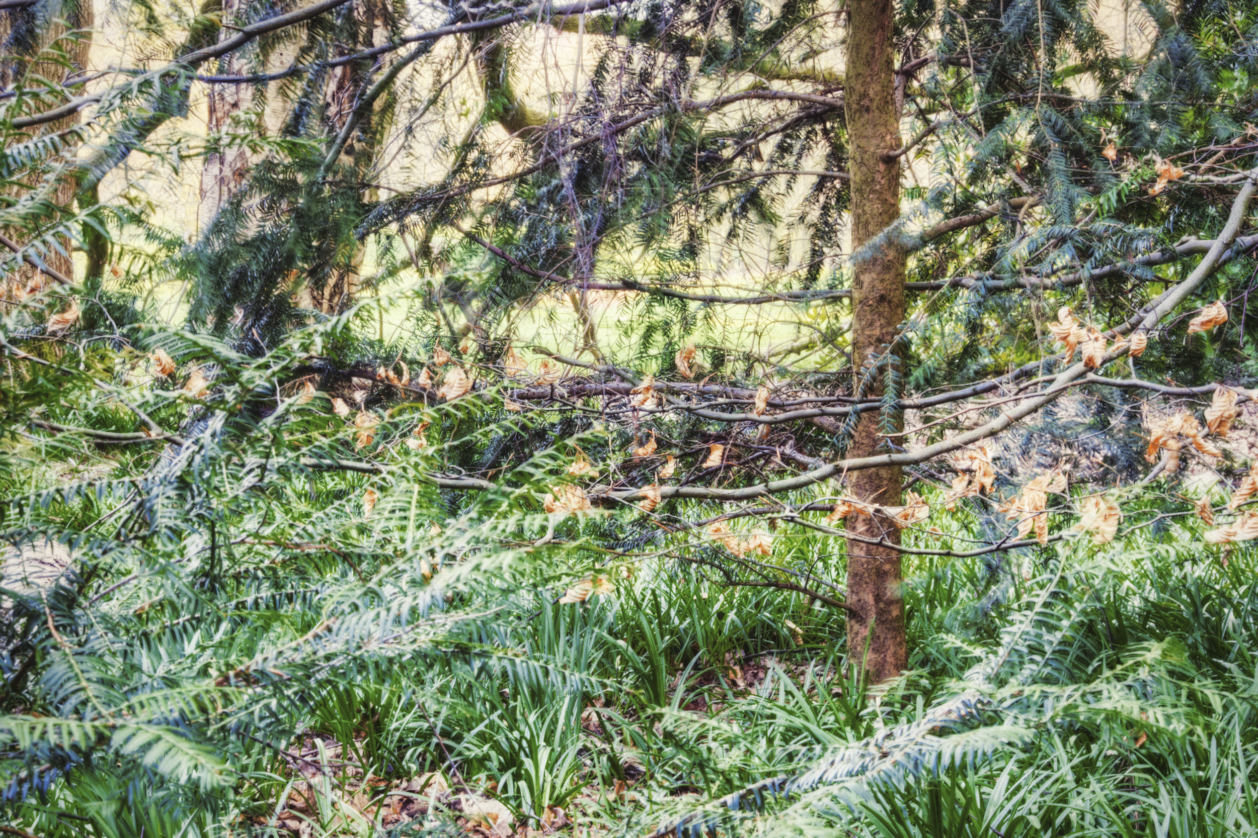 Allestree Park, Derbyshire #2