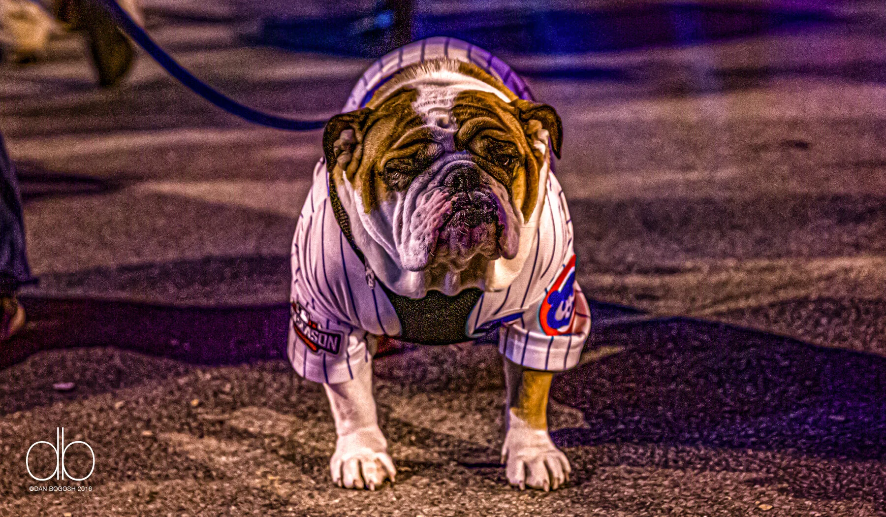 1908-2016 CUBS©Y1015.jpg