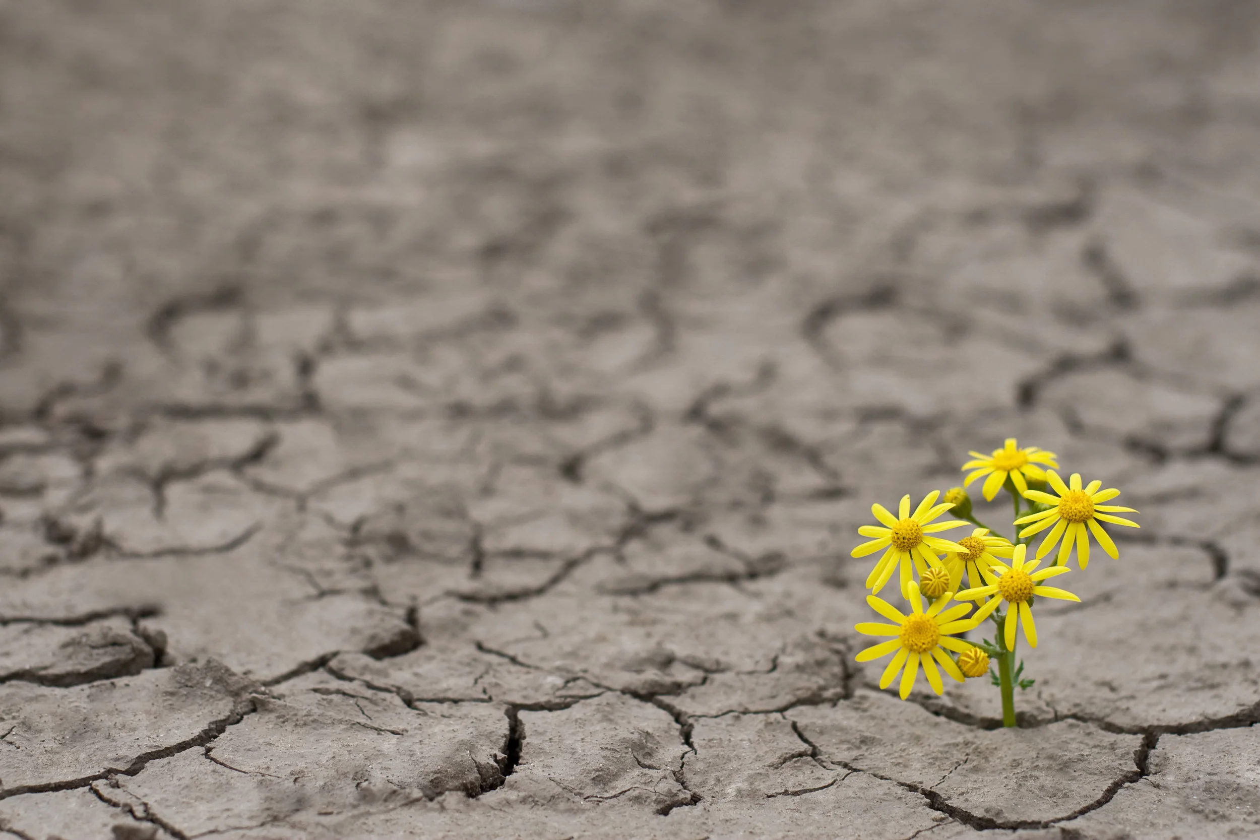 Photo by flyparade/iStock / Getty Images