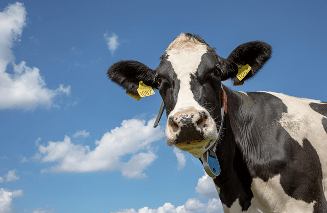 Dairy &amp; Ag