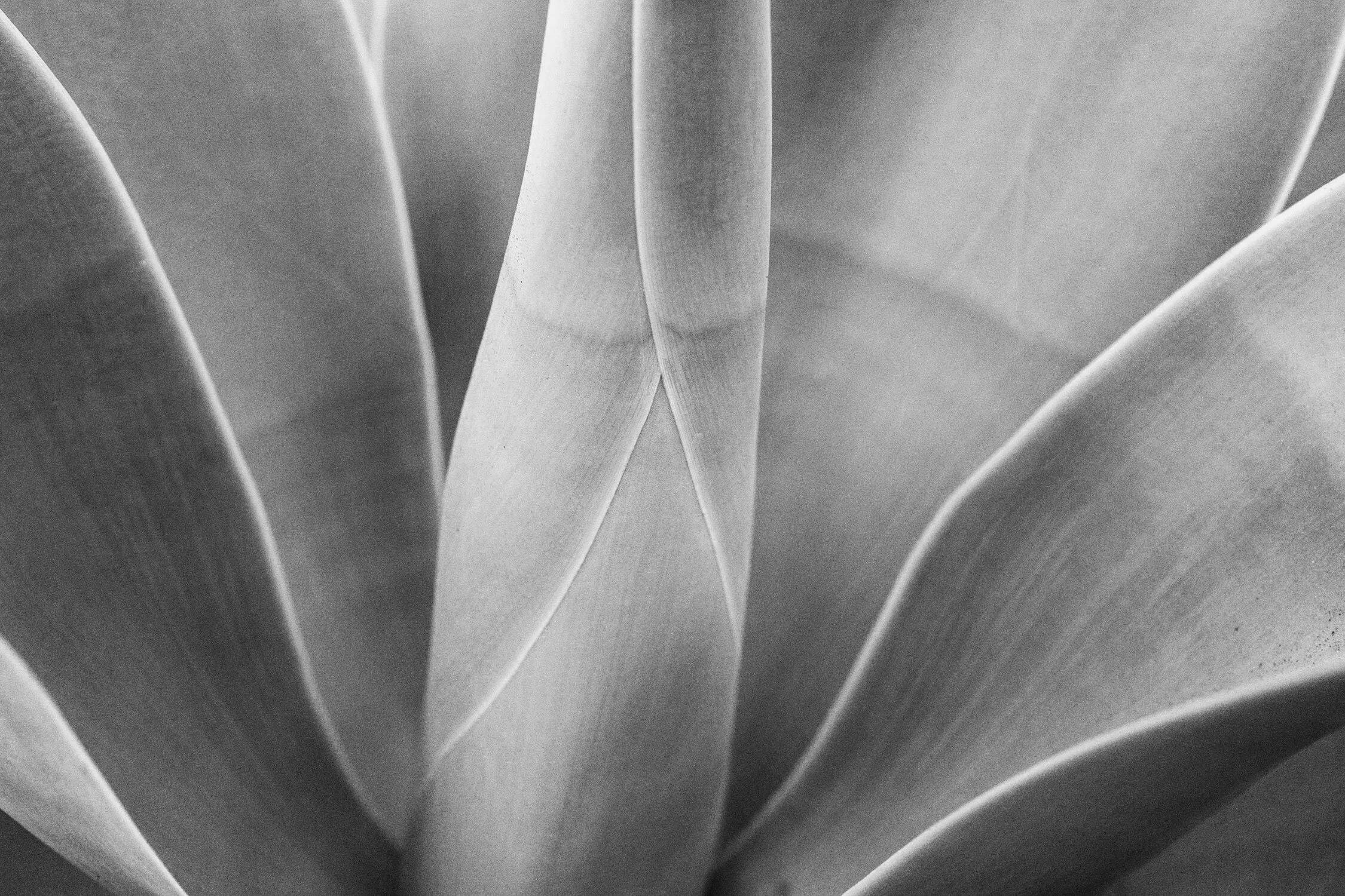 agave