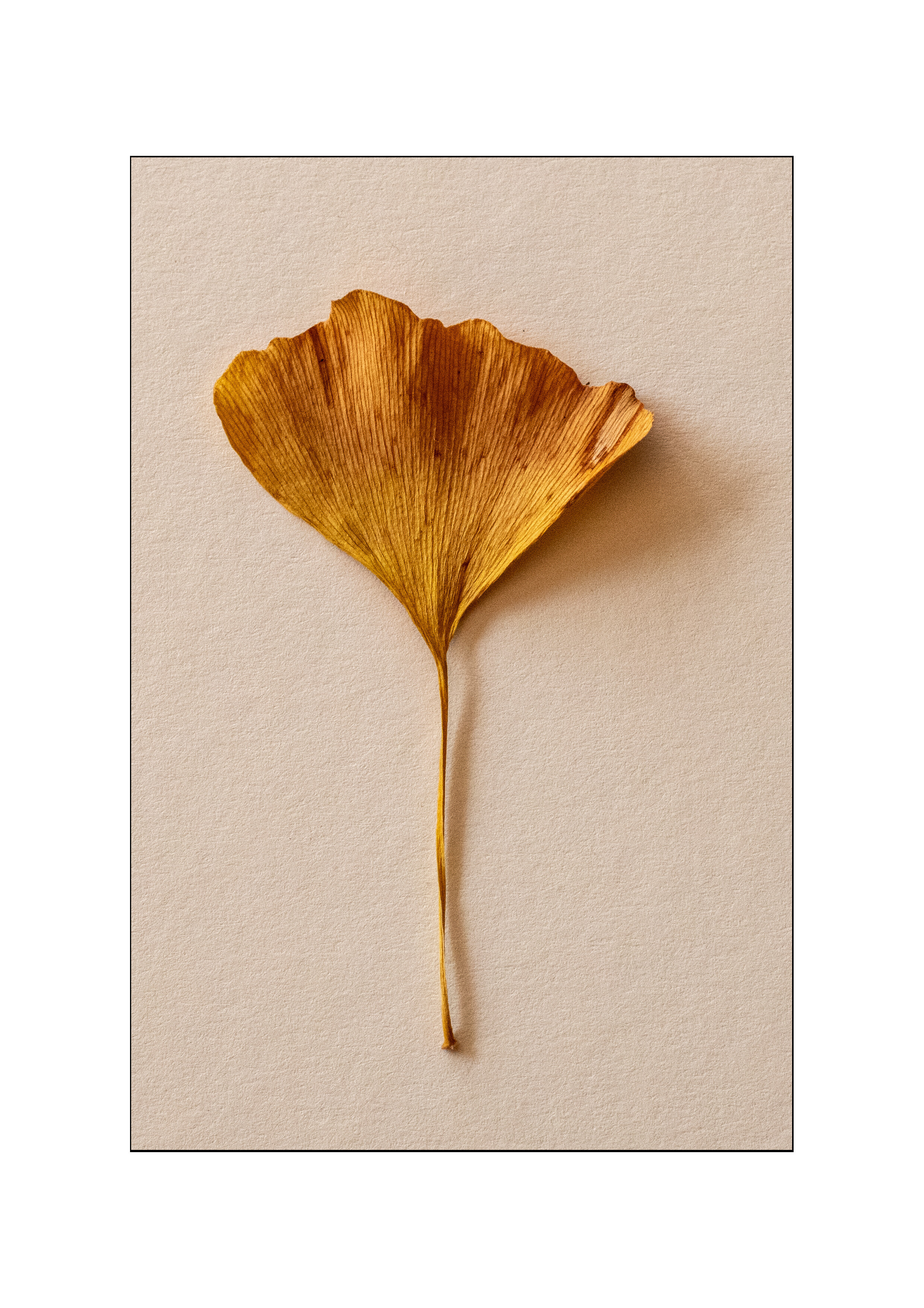Ginkgo leaf