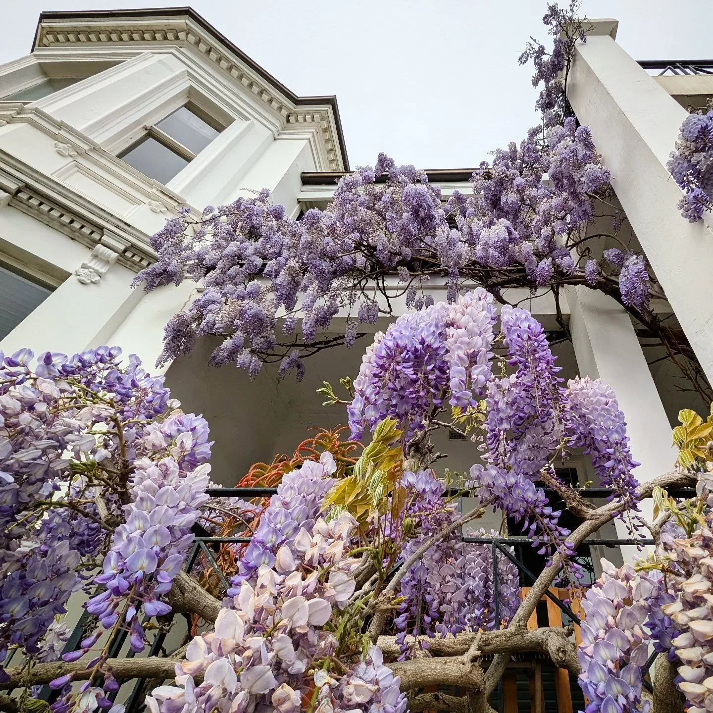 Bumper crop of Wisteria this year! Looks gorgeous and smells even better
#stkilda #marliplace #wisteria #wisteriahysteria