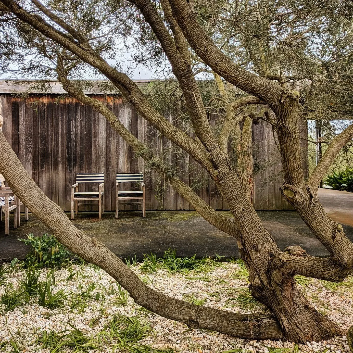 #DoCoMoMo House tour: One of the outside rooms defined by the pavilions at #GrimwadeHouse by #McGlashanEverist 1960-1962

#Rye #australianmodern #modernbeachhouse