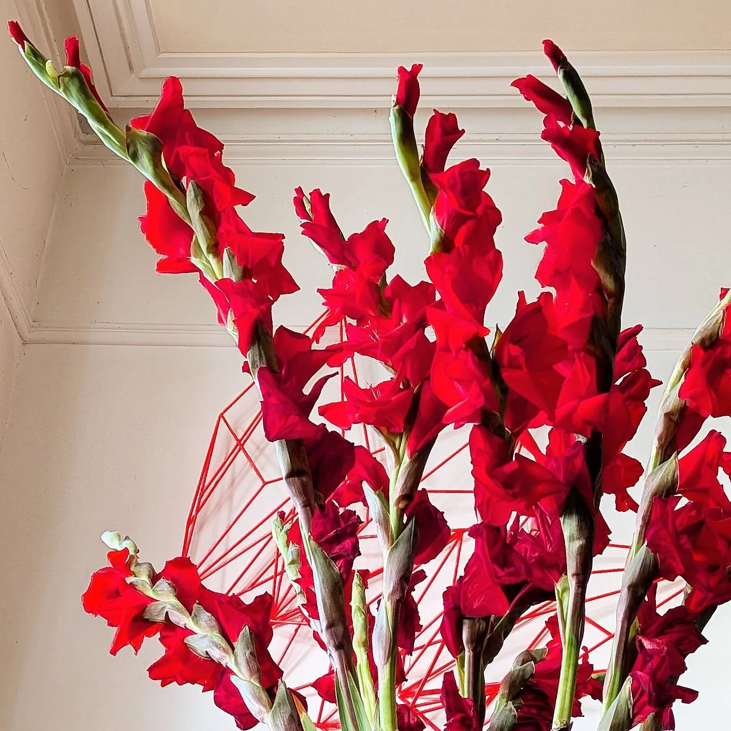 Magnificent gladioli worthy of Morrissey