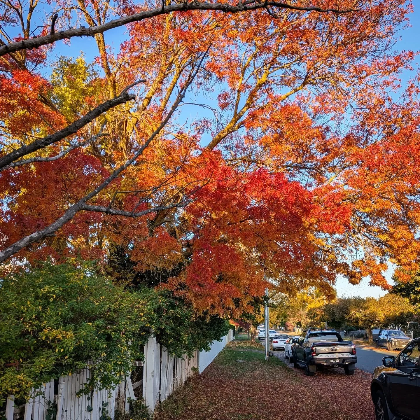 Glorious autumn colours in #Kyneton