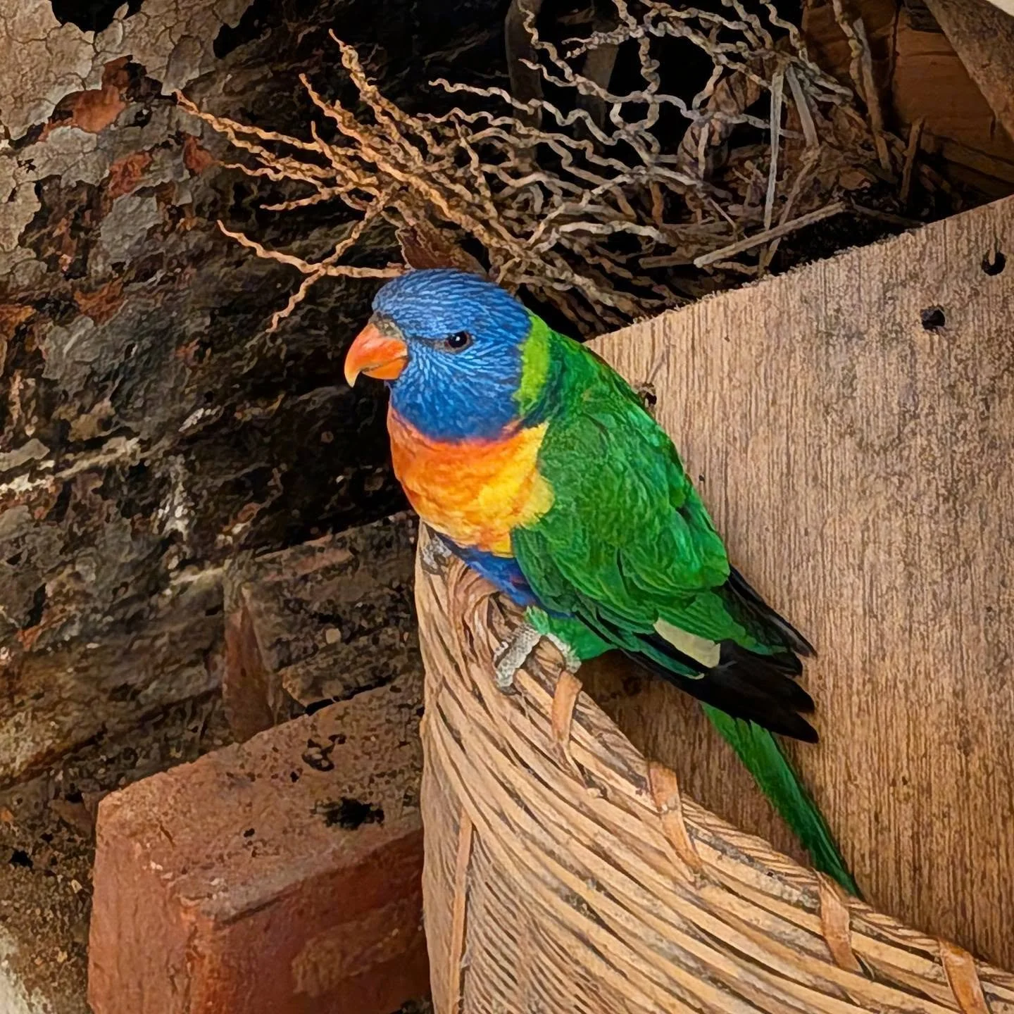 A little visitor came down the office chimney today. Bit stroppy. No presents.

#RainbowLorikeet #stkilda