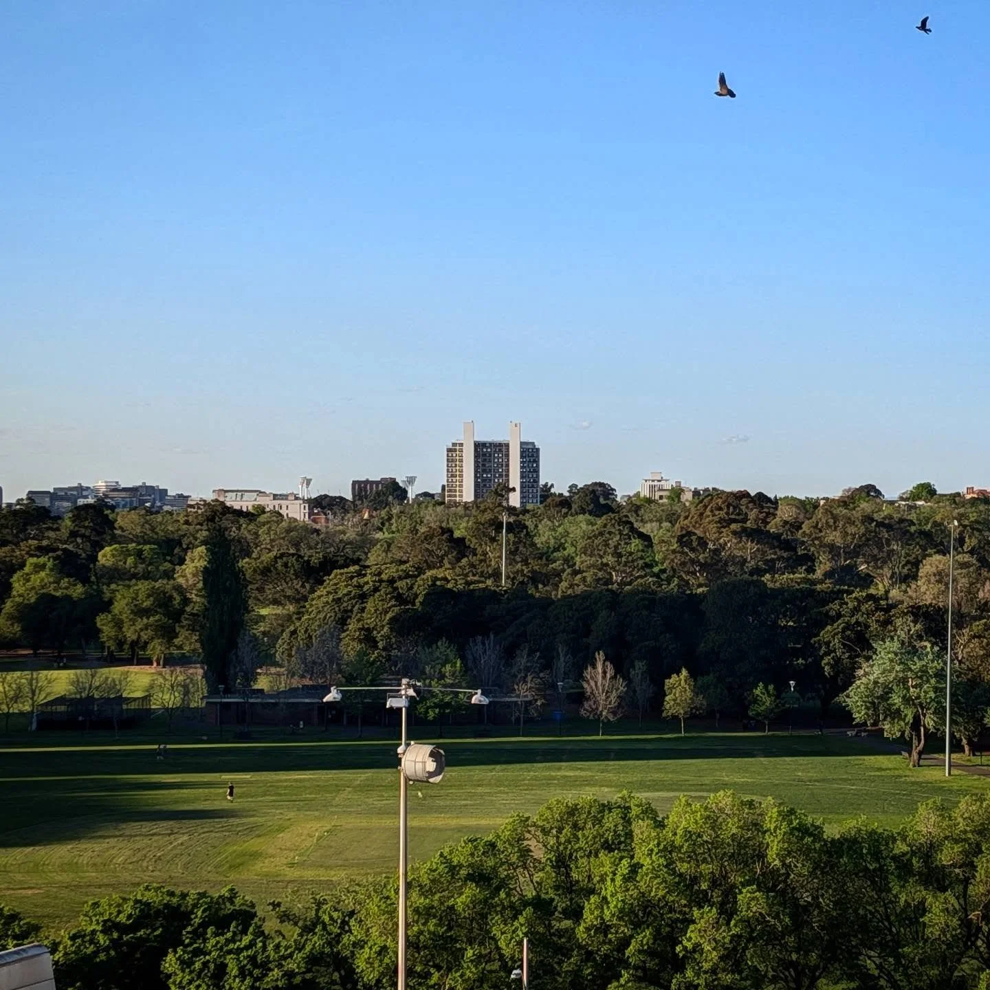My mum's in hospital (boo!) but she scored this stunning view across Fawkner Park to Boyd's Domain Park Flats (yay!). She may care less than I do...
#alfredhospital #robinboyd #domainparkflats