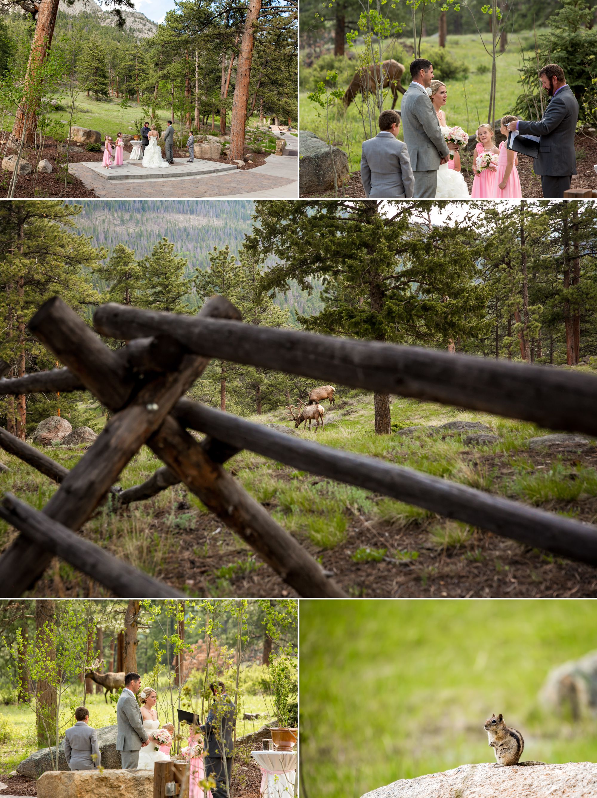 See...the Elk were happy, Brent and Kelly were happy, the Chipmunks hung out, it was a great day!